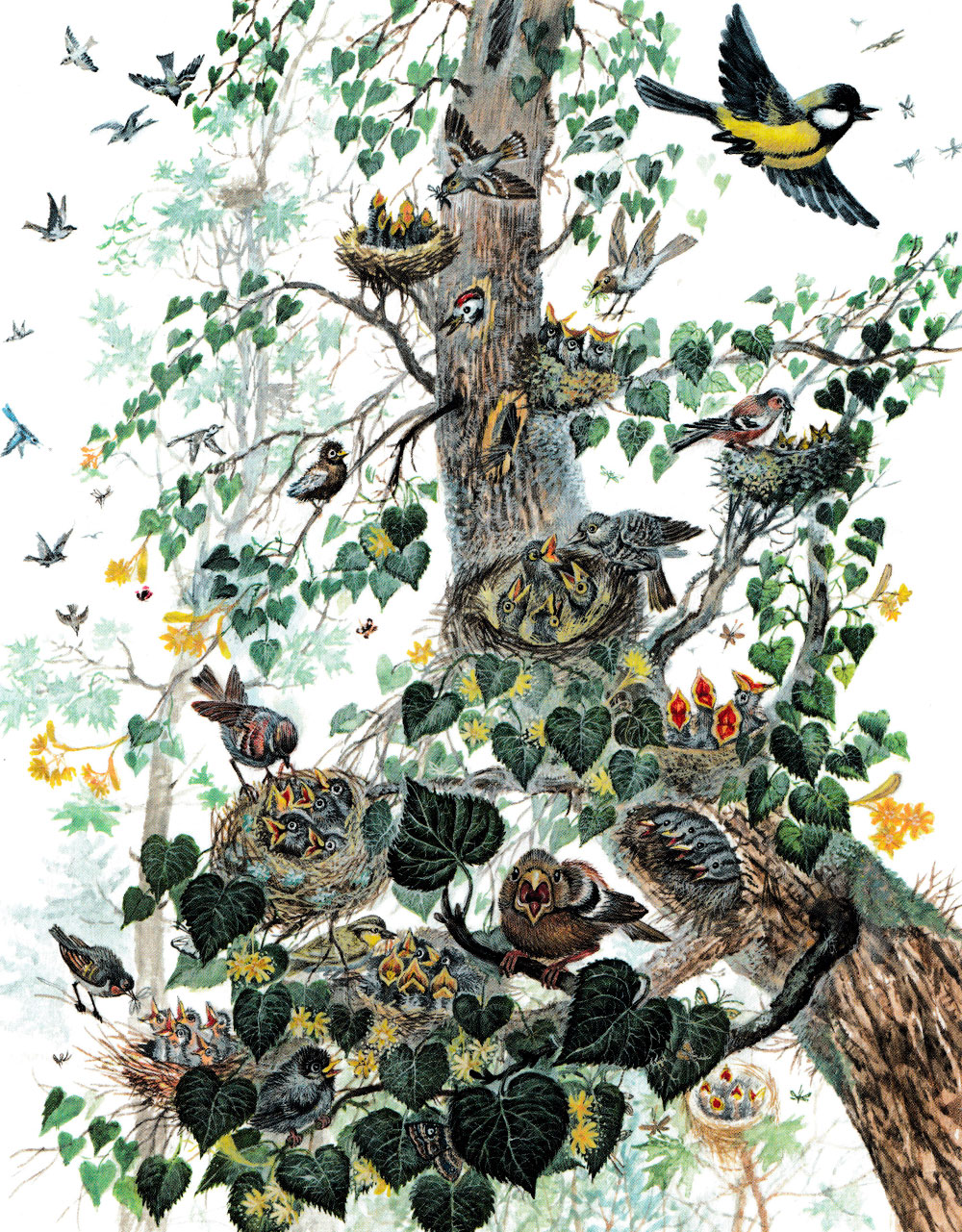 Птенчики в гнездах на дереве