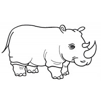 Серый носорог