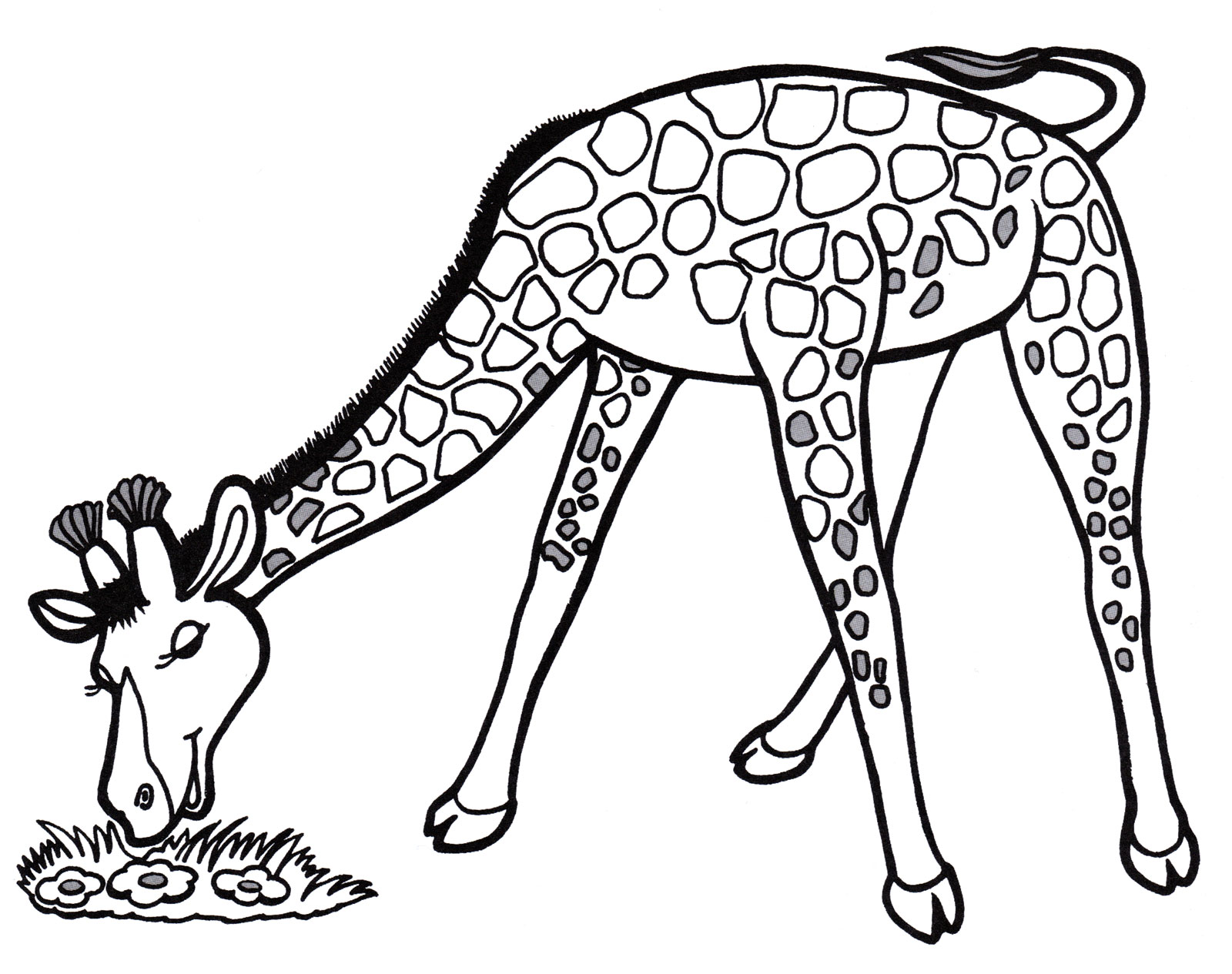 Качественные бесплатные раскраски жираф