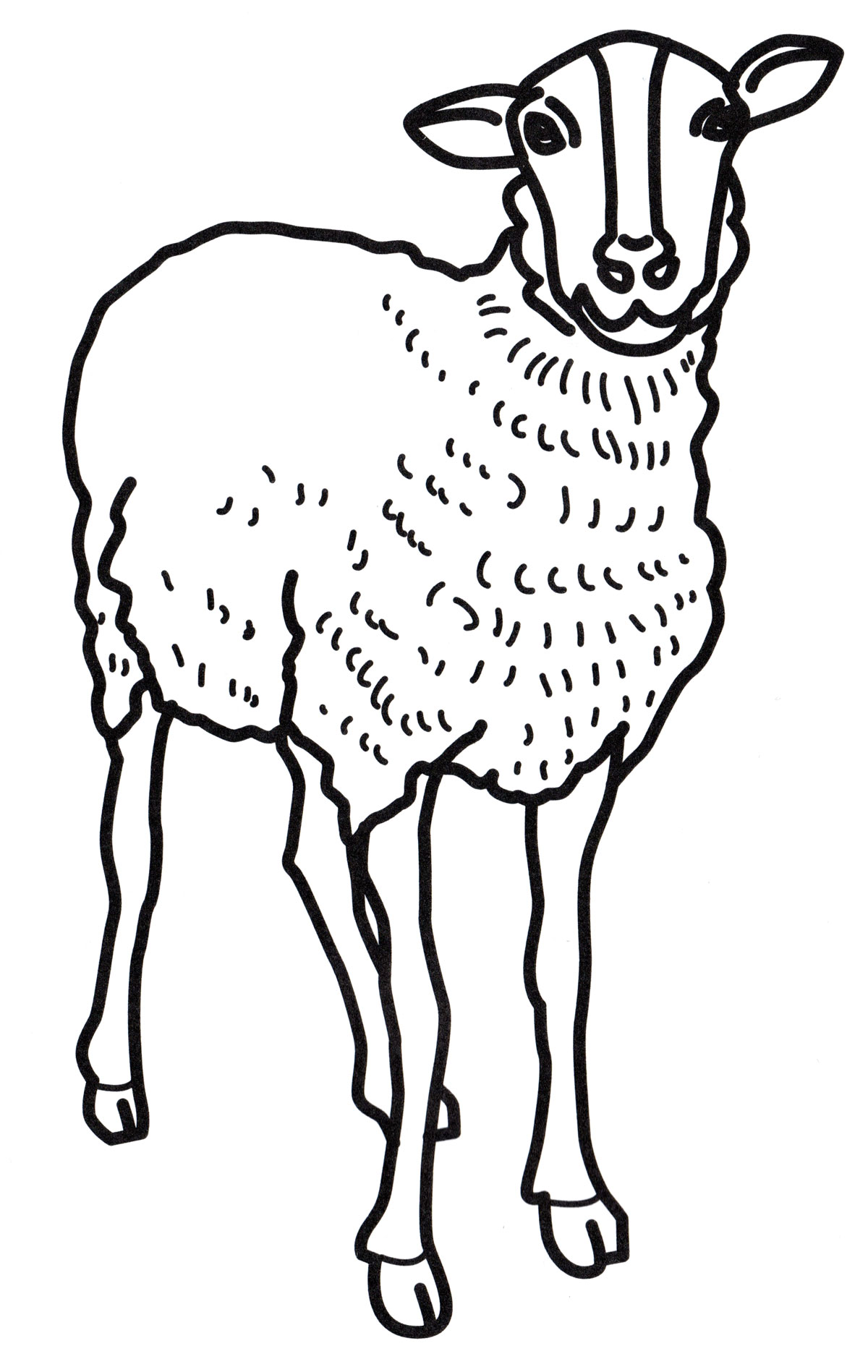 Раскраска Маленькая овца