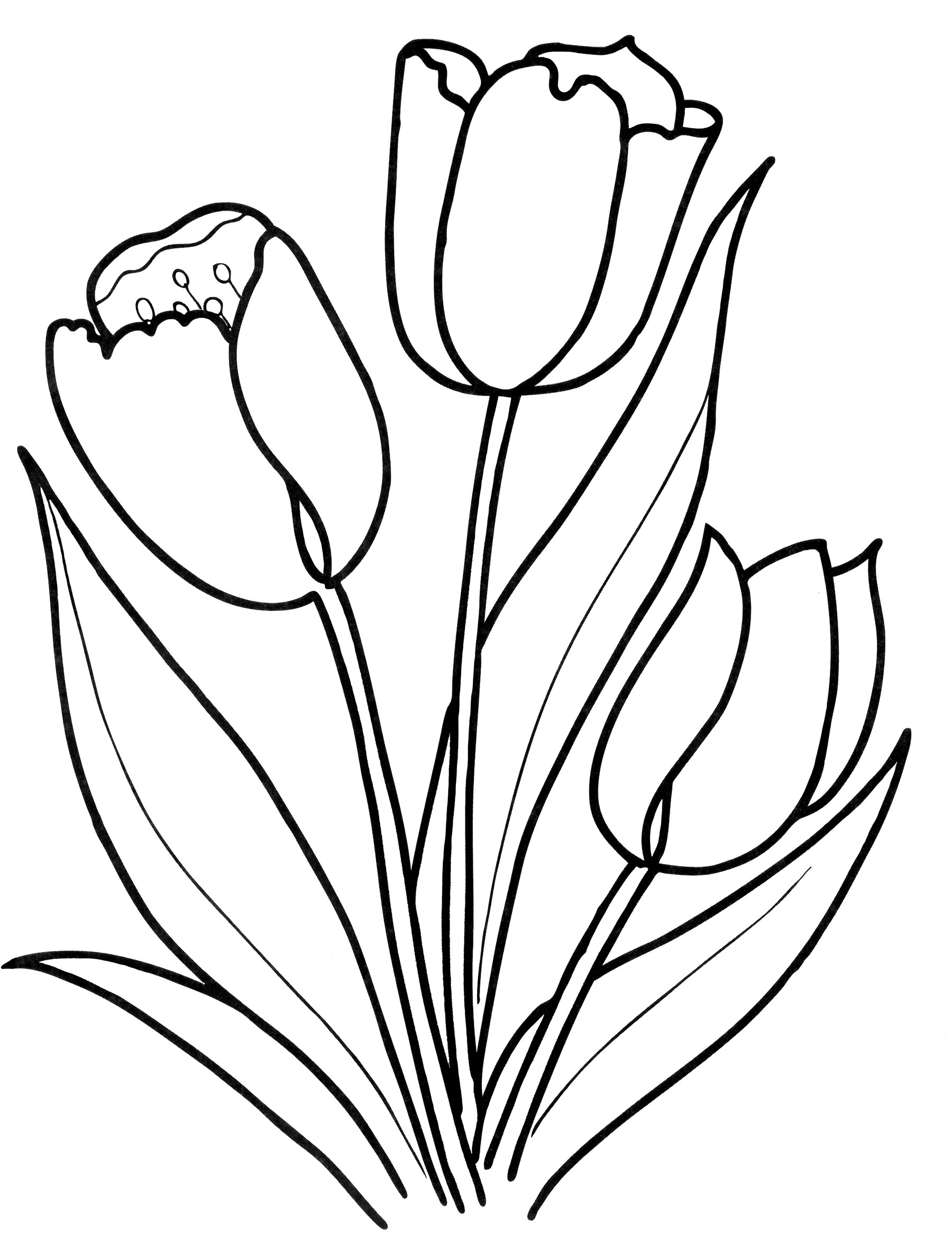 Распечатать цветок тюльпан для вырезания. Контур букета тюльпанов сбоку. Тюльпан Шренка раскраска. Тюльпан Грейга раскраска. Раскраска цветы тюльпаны.