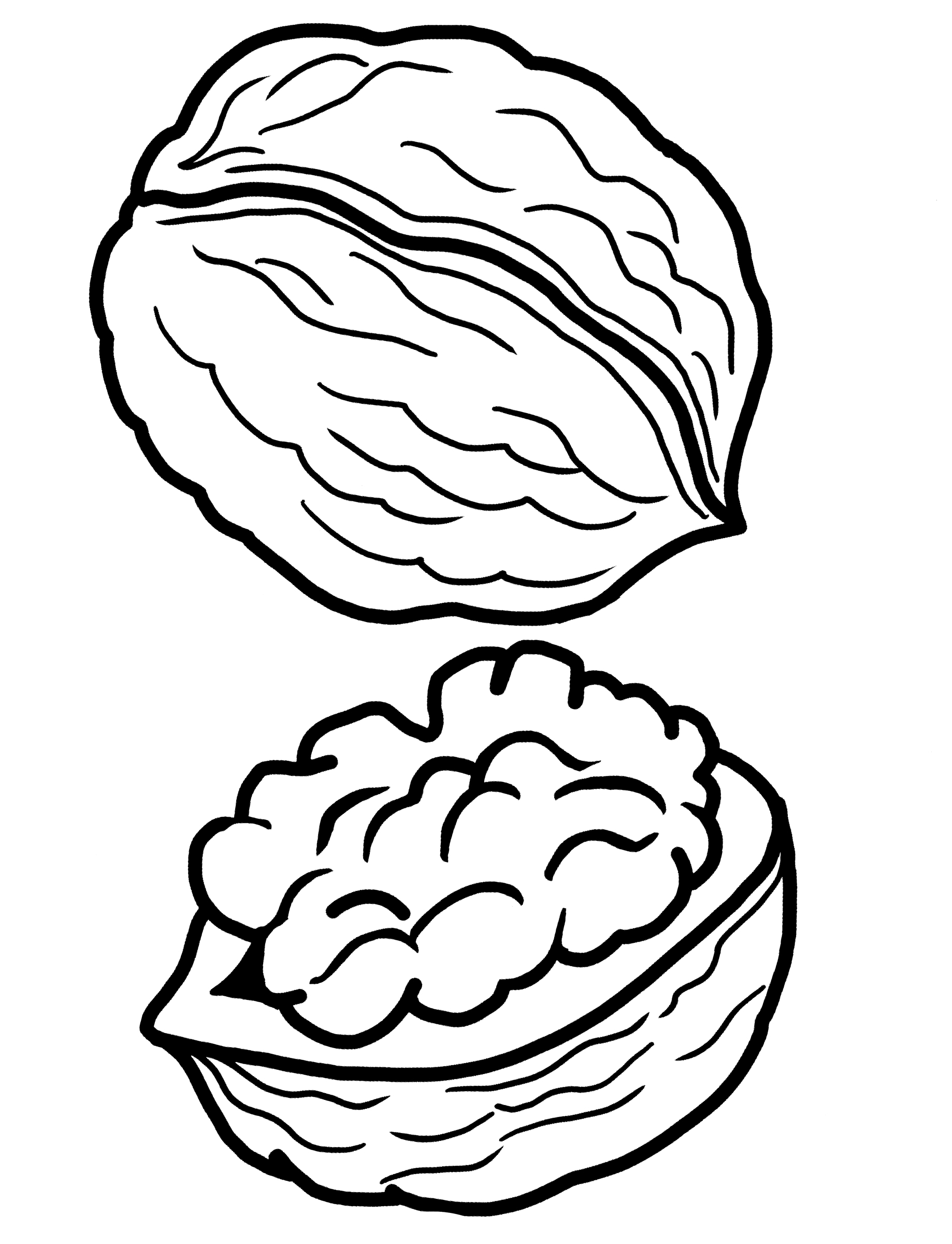 Стоковые векторные изображения по запросу Грецкие орехи