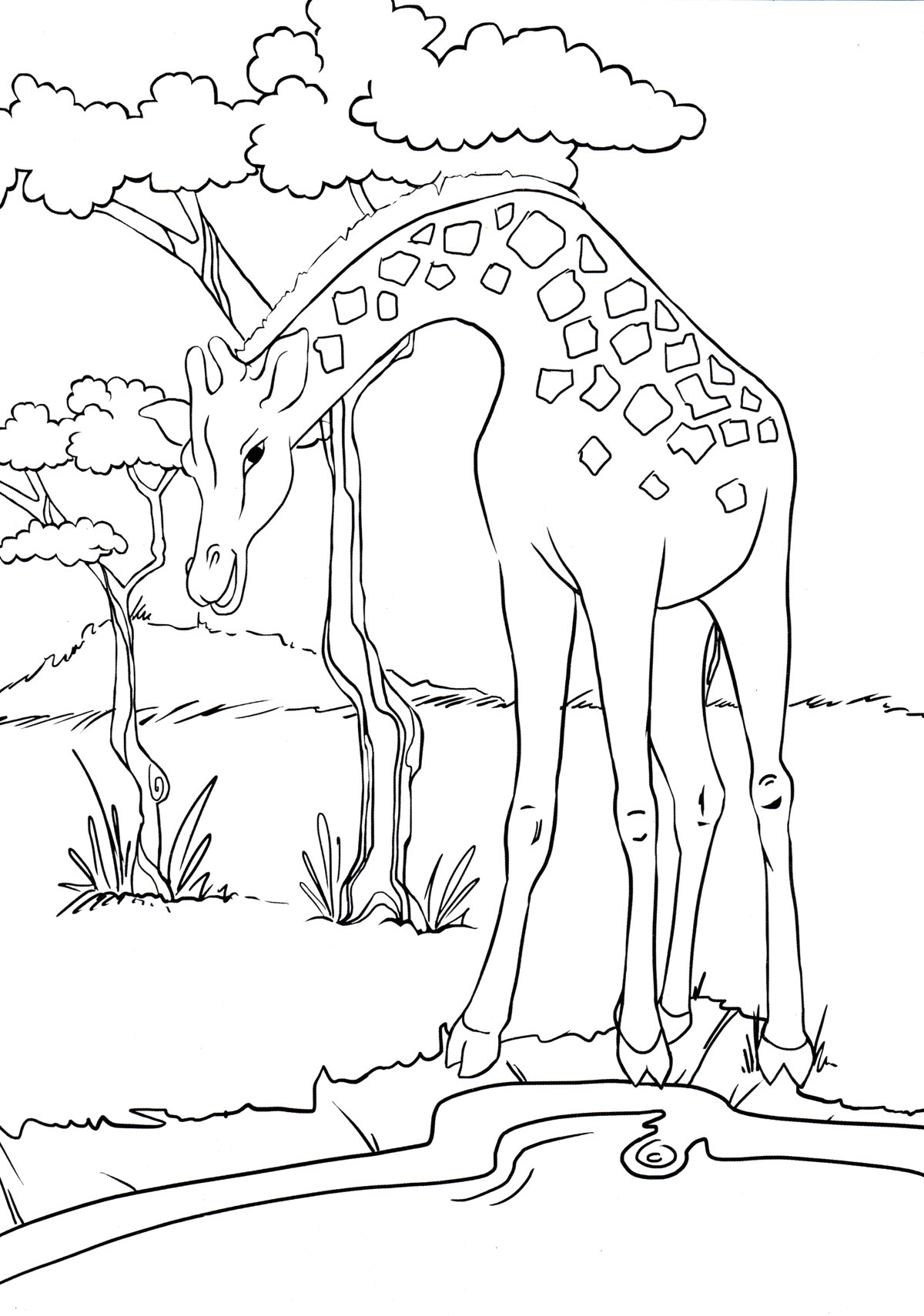Раскраска Жираф на водопое