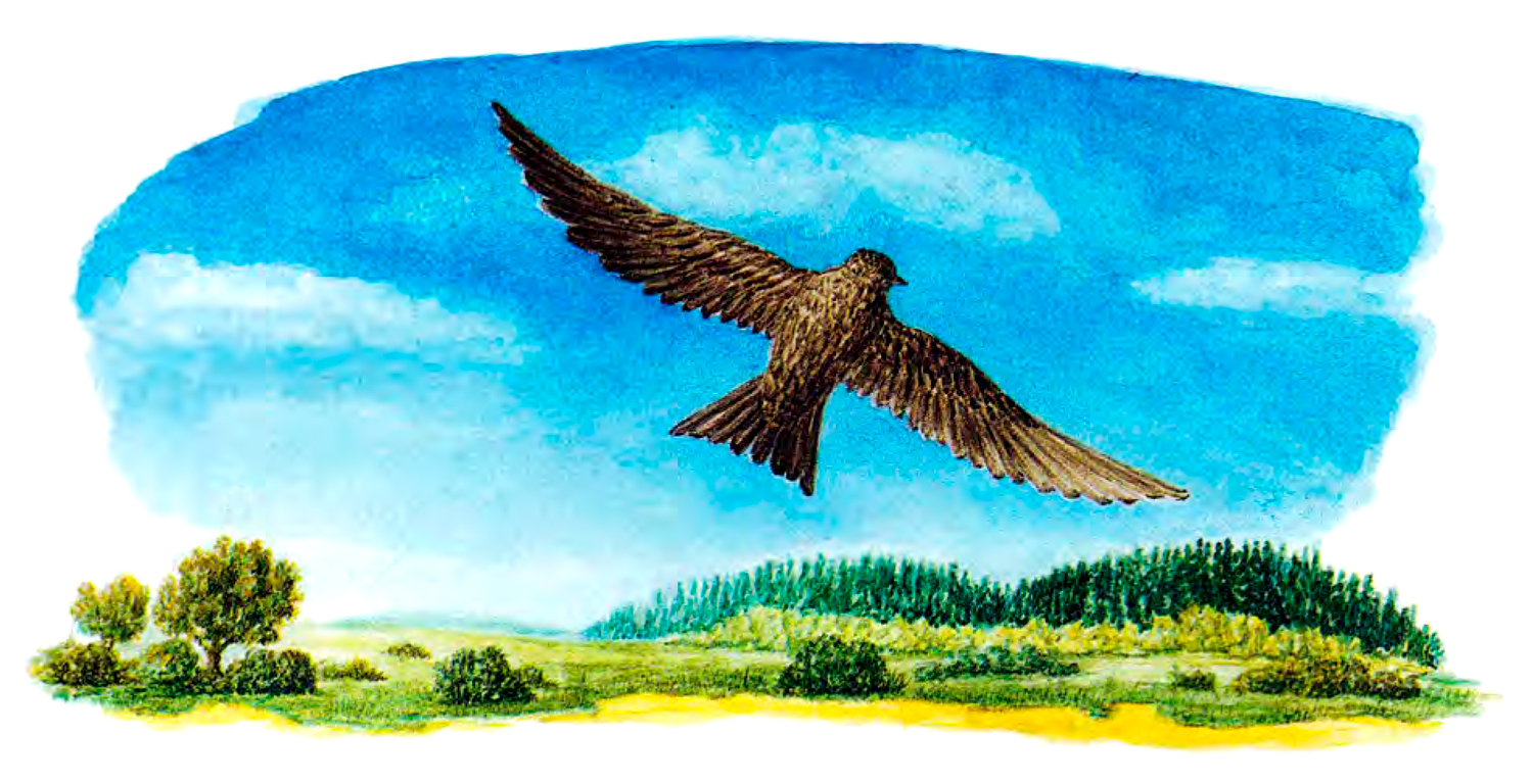 Птица летит над лесом