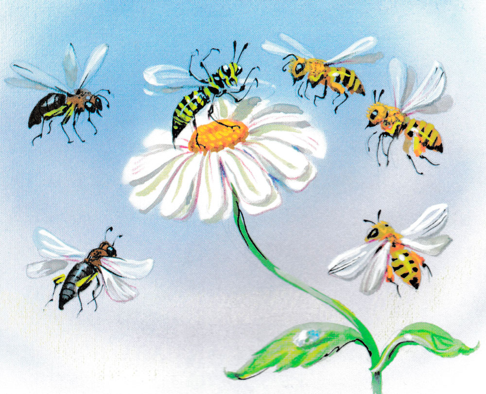 Пчёлы и трутни