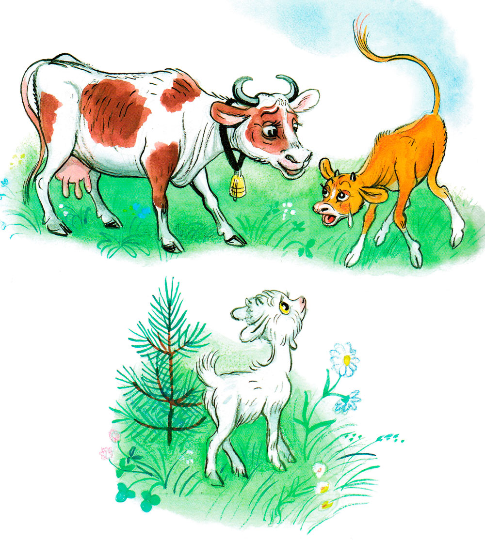 Мама корова и ее теленок