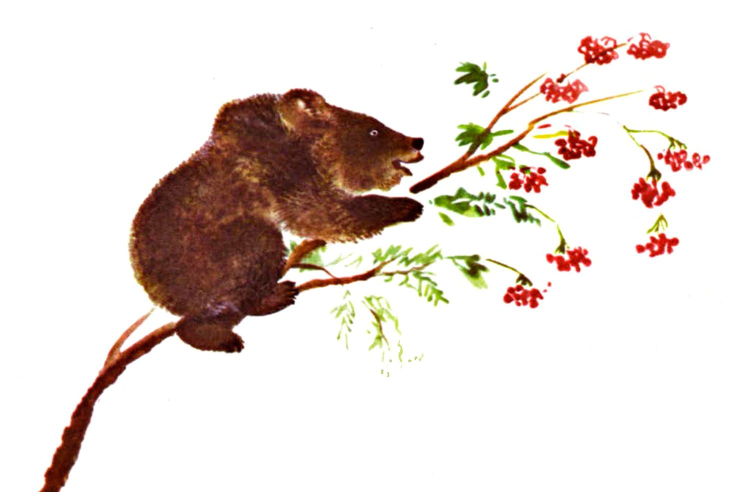 Мишка на дереве