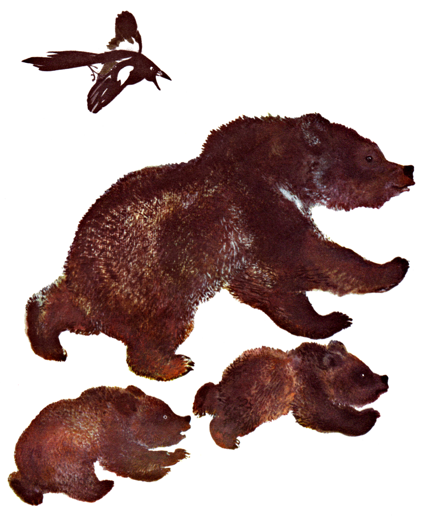 Медведи убегают от сороки