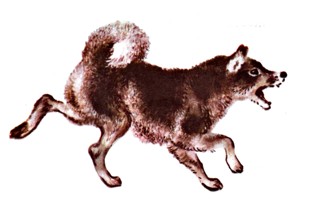 Болтливая сорока Чарушин рисунок. Болтливая собака. Чарушин болтливая сорока