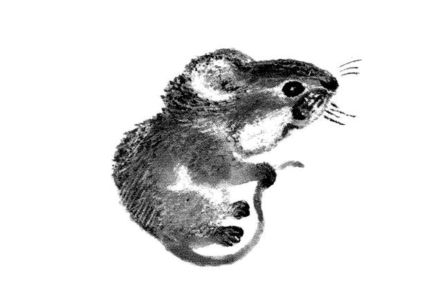 Чарушин две мышки. Иллюстрации Чарушина животные мишка. Чицов мышата 2.