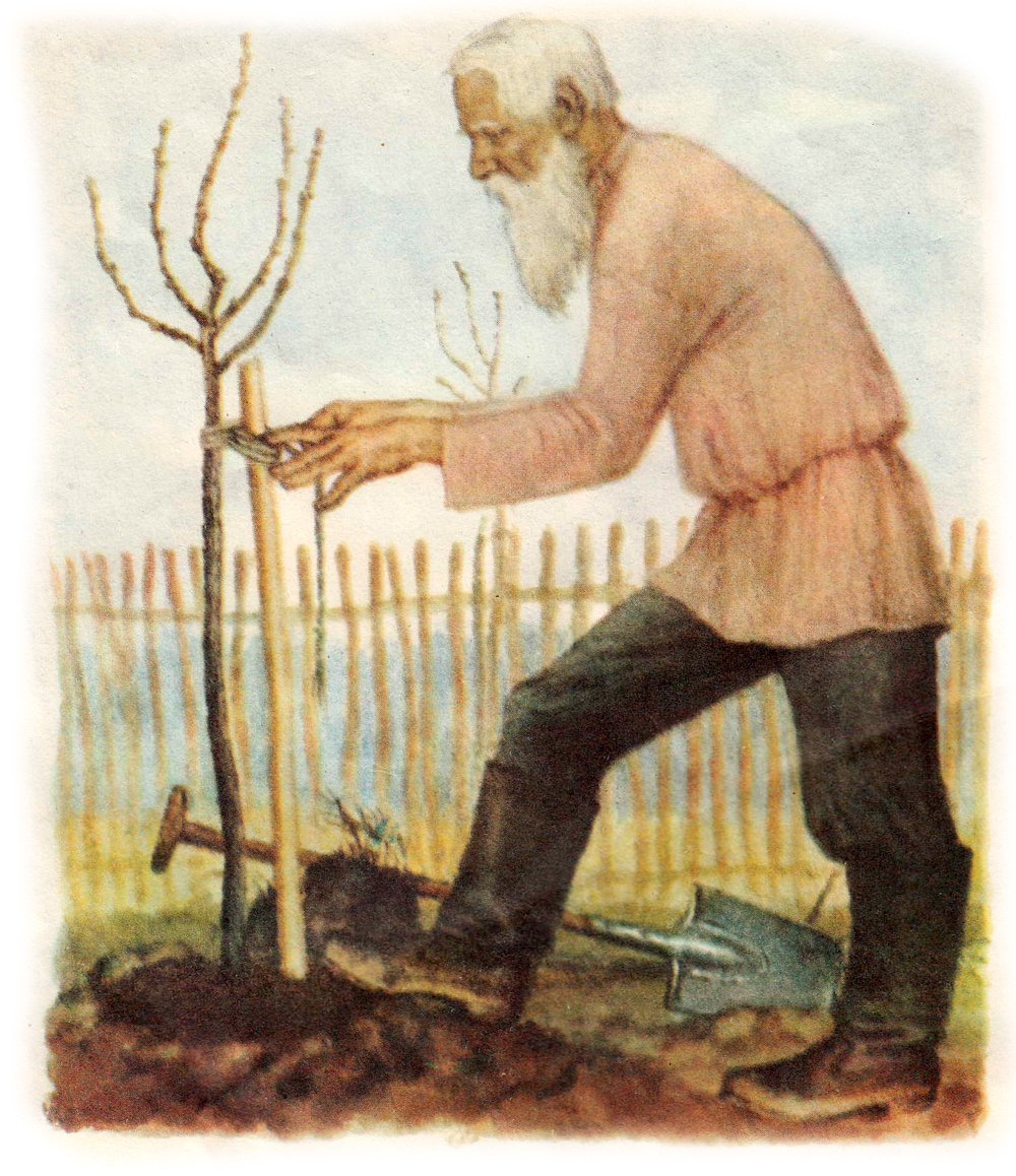 Мужчина сажает дерево