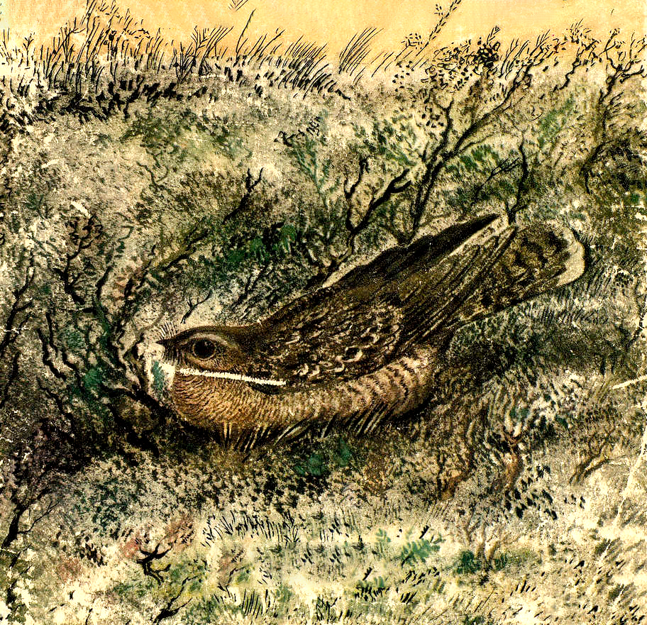 Птичка в траве