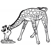 Жираф кушает травку