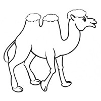 Верблюд на прогулке