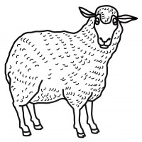 Овца с густой шерстью