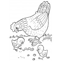 Курица кормит цыплят