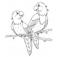Два милых попугая
