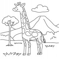 Жираф в дикой природе