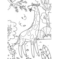 Жираф щипает листья