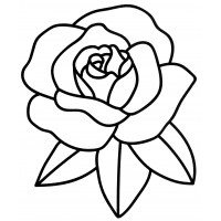 Цветок розы