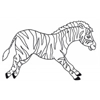 Полосатая зебра