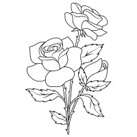 Три цветка розы