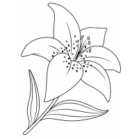 Ветка лилии - Цветы - Раскраски антистресс
