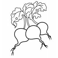 Три редиски