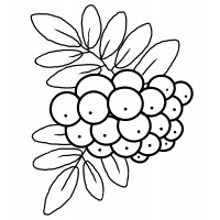 Большая гроздь рябины