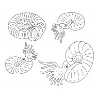 Моллюски Аммониты