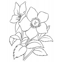 Пышный цветок