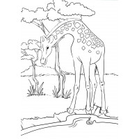 Жираф на водопое
