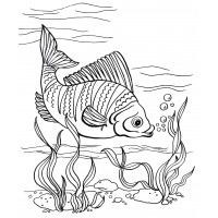 Рыба в водорослях