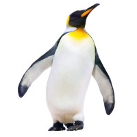 Раскраски с пингвинами
