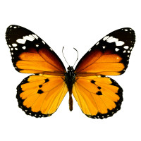 Раскраски Бабочки