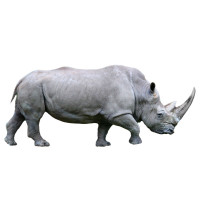 Раскраски Носороги
