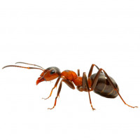 Раскраски с муравьями
