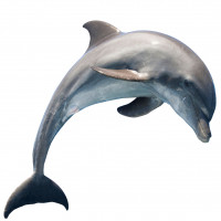 Раскраски Дельфины