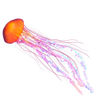 Раскраски с медузами