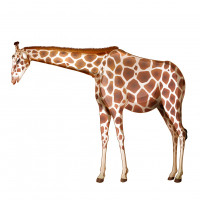 Раскраски жирафы