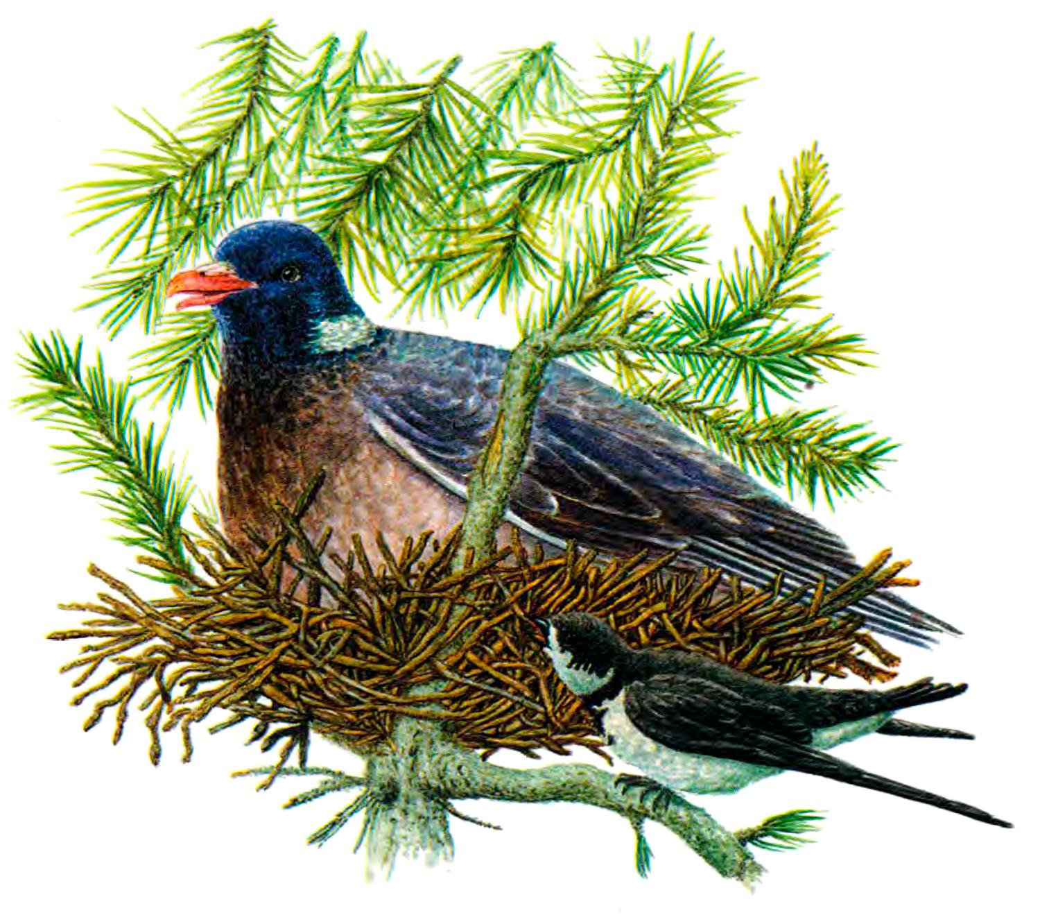 Голубь на ветках сидит