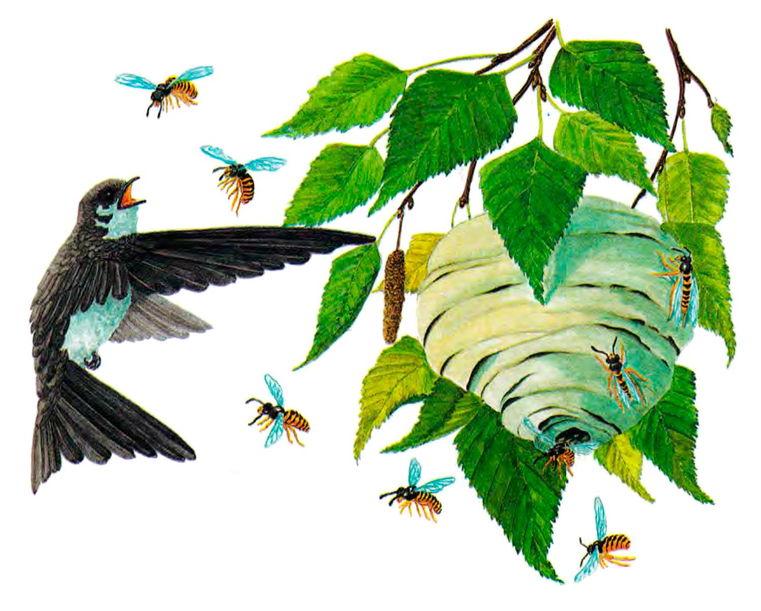 Птичка у осиного улея