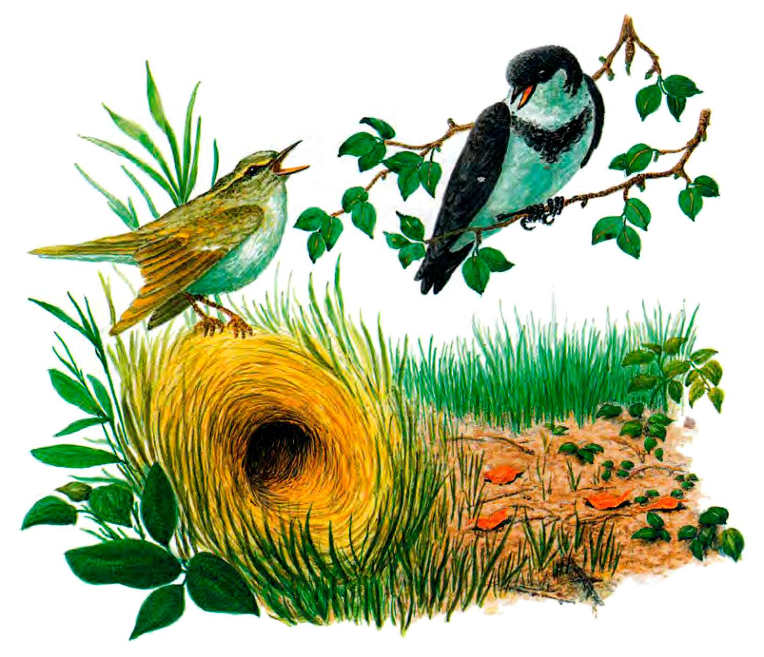 Две птички у гнезда