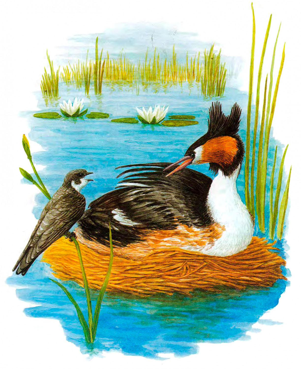 Птичка чомга в гнезде на воде