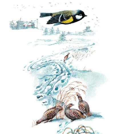 Синичка летит над куропатками