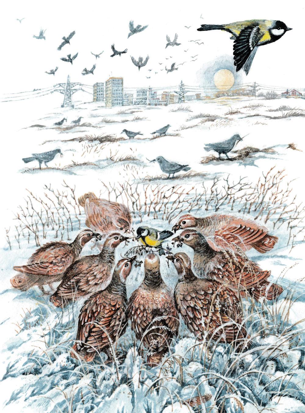 Синичка и куропатки