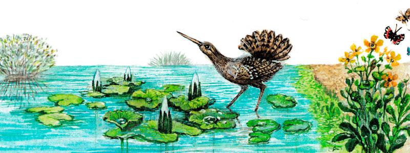 Птичка в воде