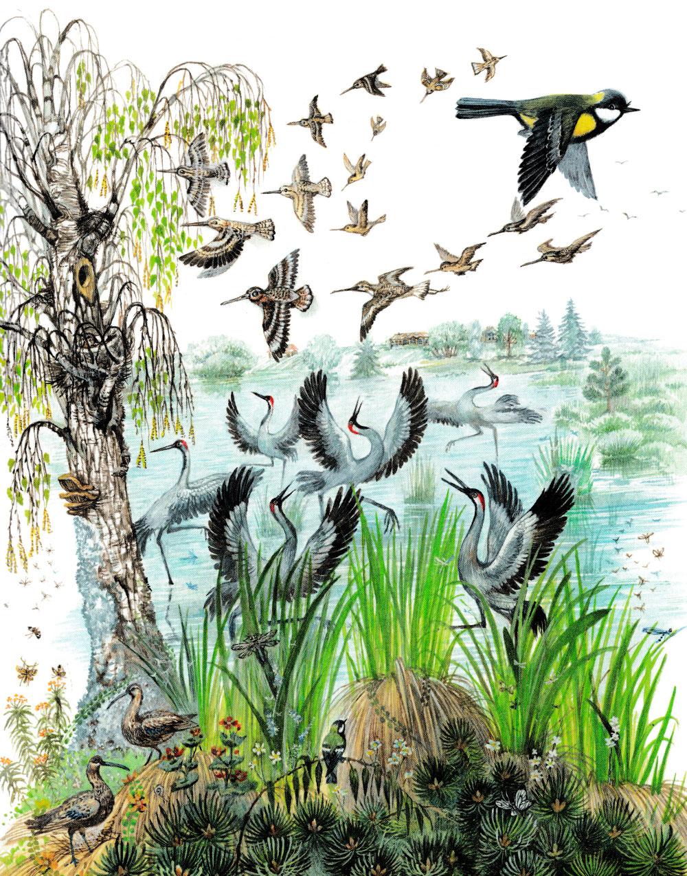 Птицы на болоте