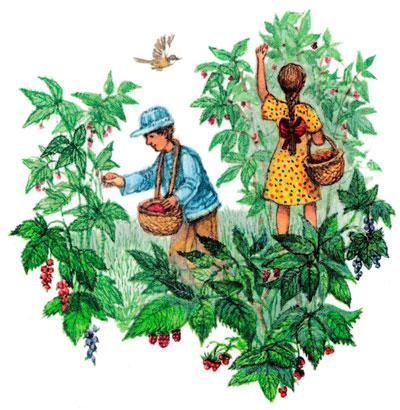 Ребята собирают малину