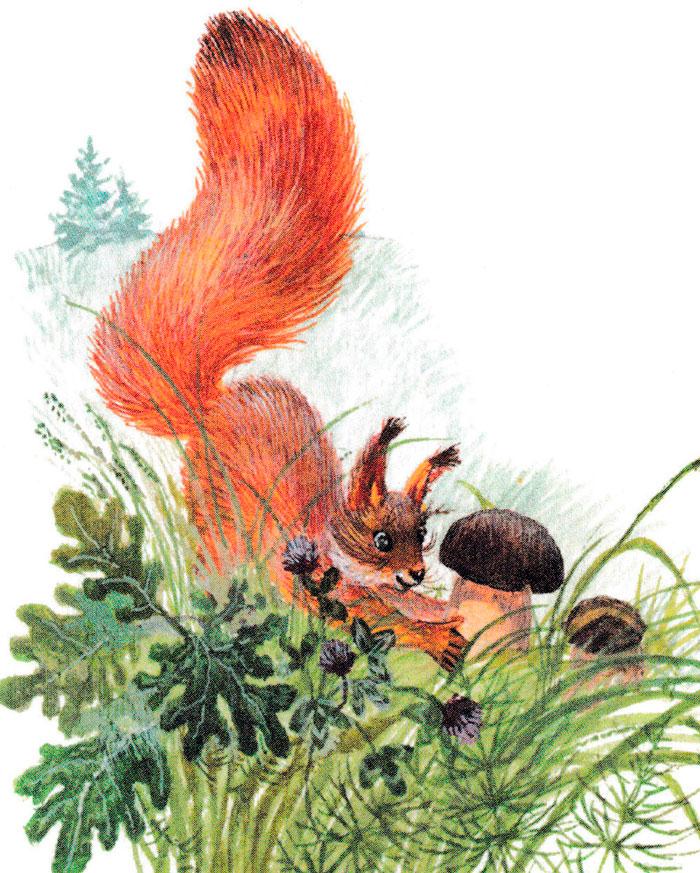 Белка нашла гриб